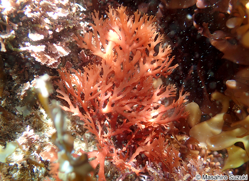 ナミノハナ Portieria japonica