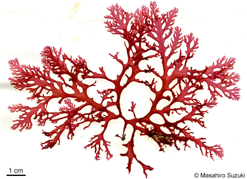 ナミノハナ Portieria japonica