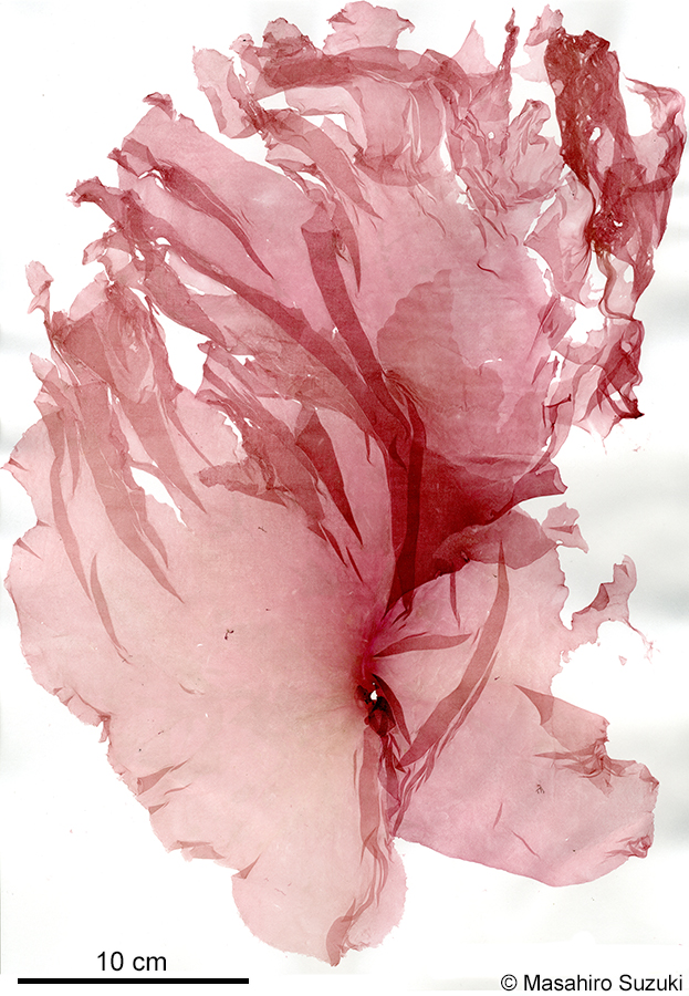 ユルジギヌ Predaea japonica