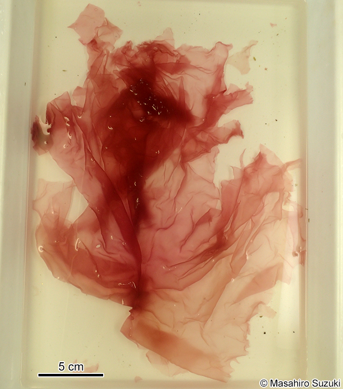 ユルジギヌ Predaea japonica