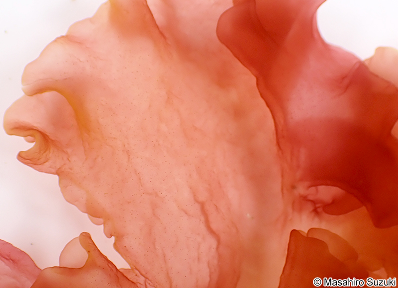 クロシオユルジギヌ Predaea kuroshioensis