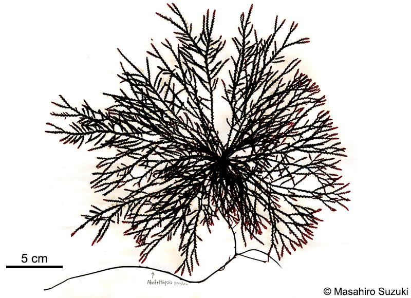 ベニヒバ Ptilota dentata
