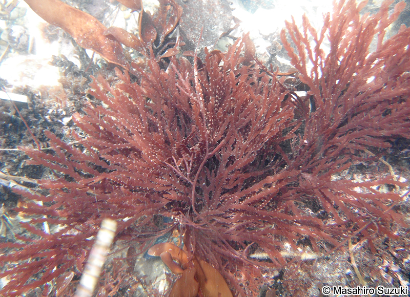 ベニヒバ Ptilota dentata