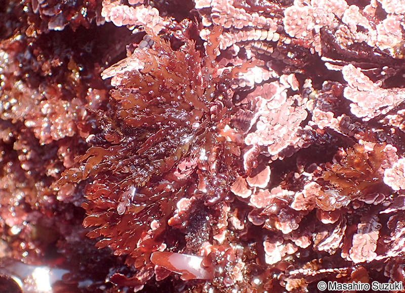 ベニヒバ Ptilota dentata