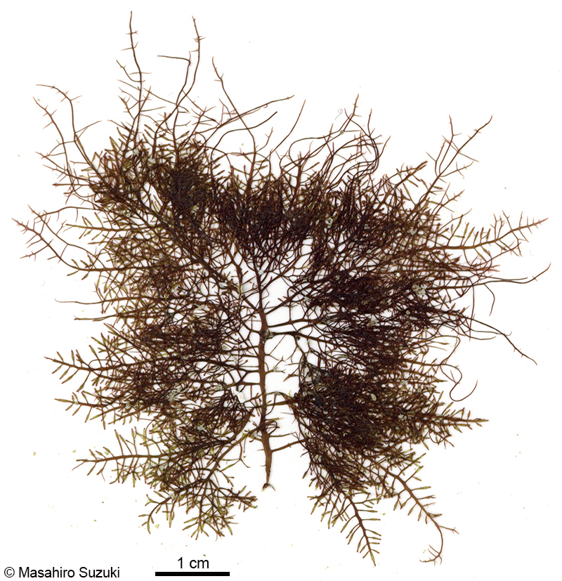 カタオバクサ Pterocladiella capillacea