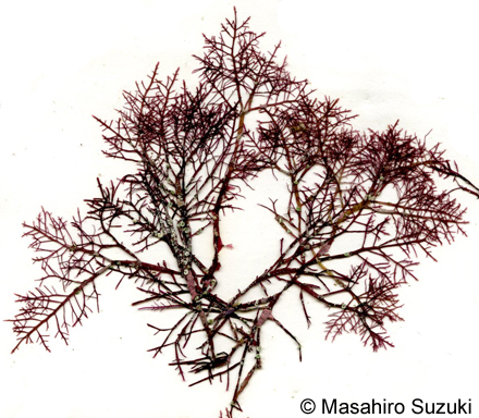 カタオバクサ Pterocladiella capillacea