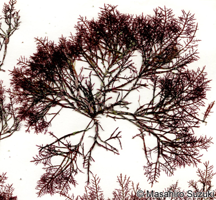 カタオバクサ Pterocladiella capillacea