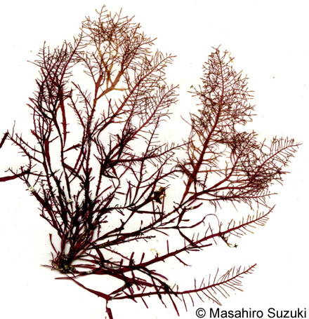 カタオバクサ Pterocladiella capillacea