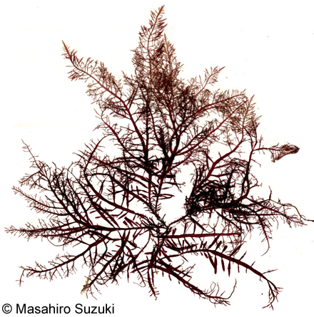 カタオバクサ Pterocladiella capillacea