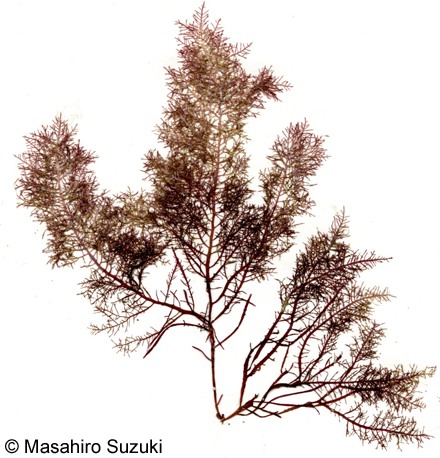 カタオバクサ Pterocladiella capillacea