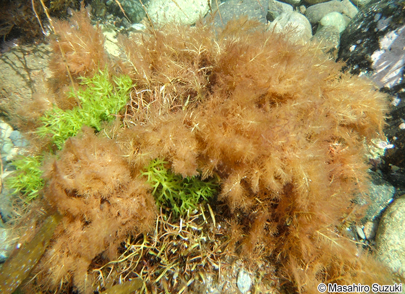 カタオバクサ Pterocladiella capillacea