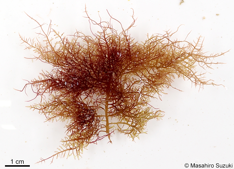 カタオバクサ Pterocladiella capillacea