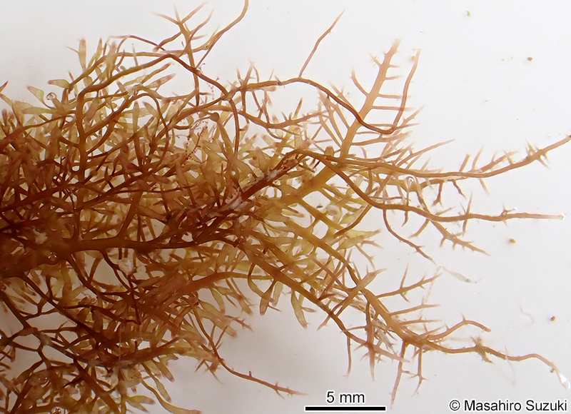 カタオバクサ Pterocladiella capillacea