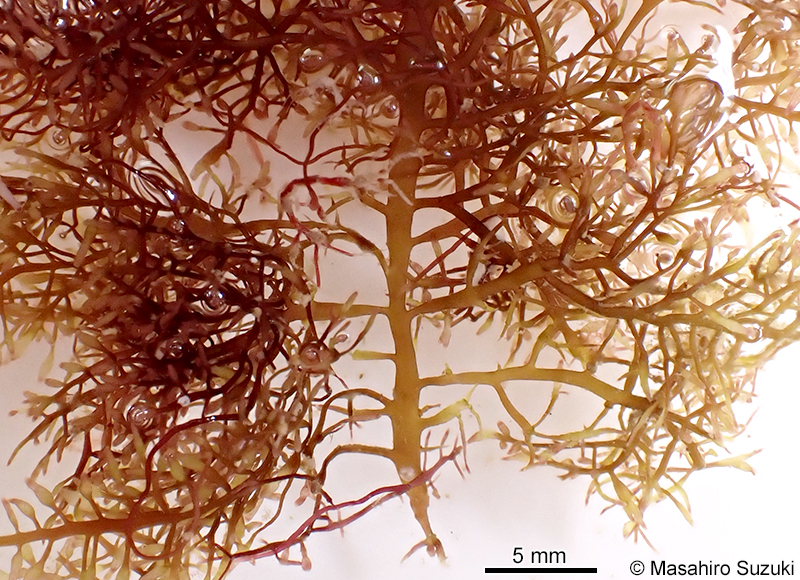 カタオバクサ Pterocladiella capillacea