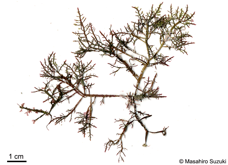 オバクサ Pterocladiella tenuis