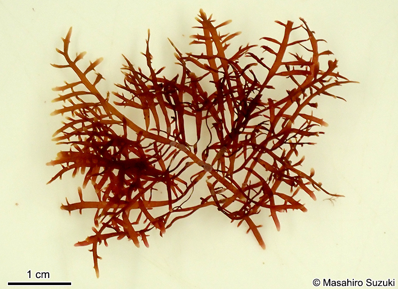 オバクサ Pterocladiella tenuis