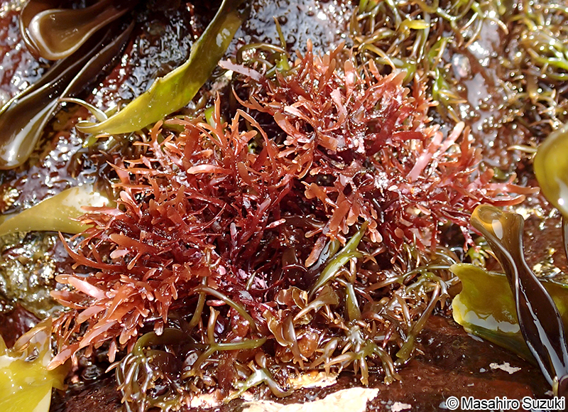 オバクサ Pterocladiella tenuis