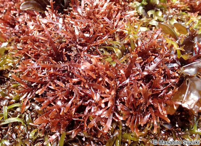 オバクサ Pterocladiella tenuis