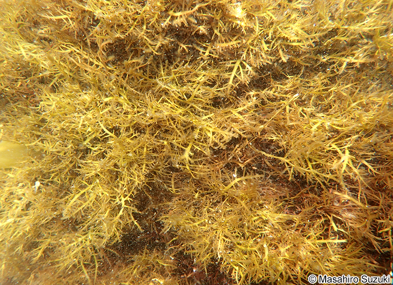 オバクサ Pterocladiella tenuis