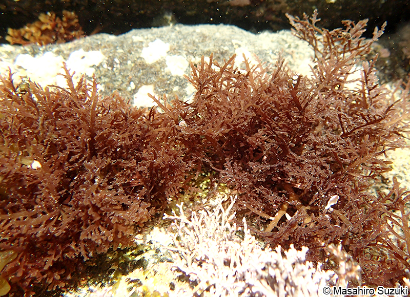 オバクサ Pterocladiella tenuis