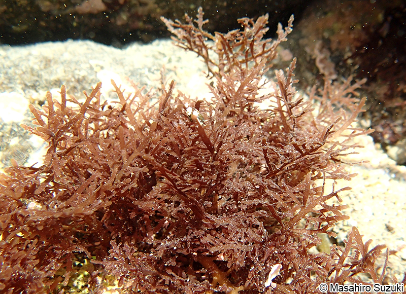 オバクサ Pterocladiella tenuis