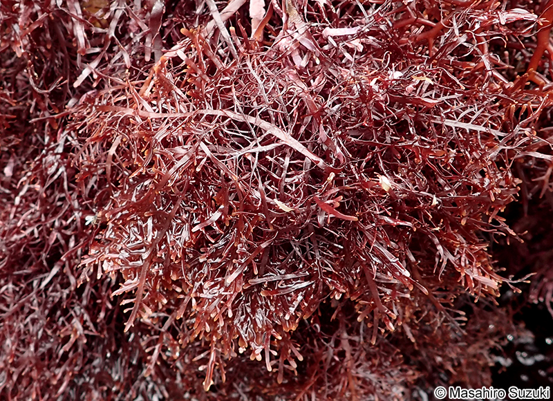 オバクサ Pterocladiella tenuis