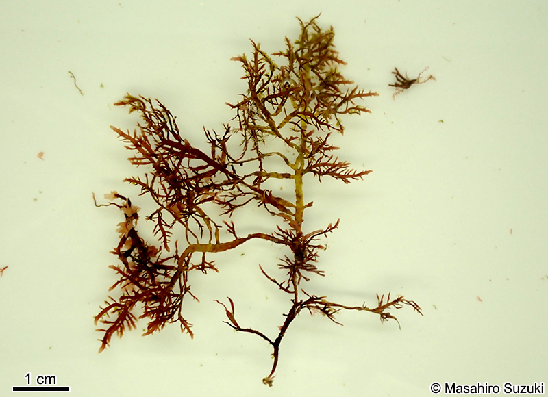 オバクサ Pterocladiella tenuis