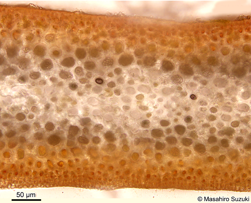 オバクサの横断面