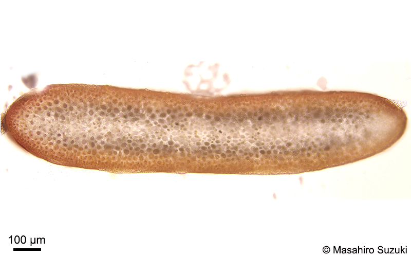 オバクサの横断面