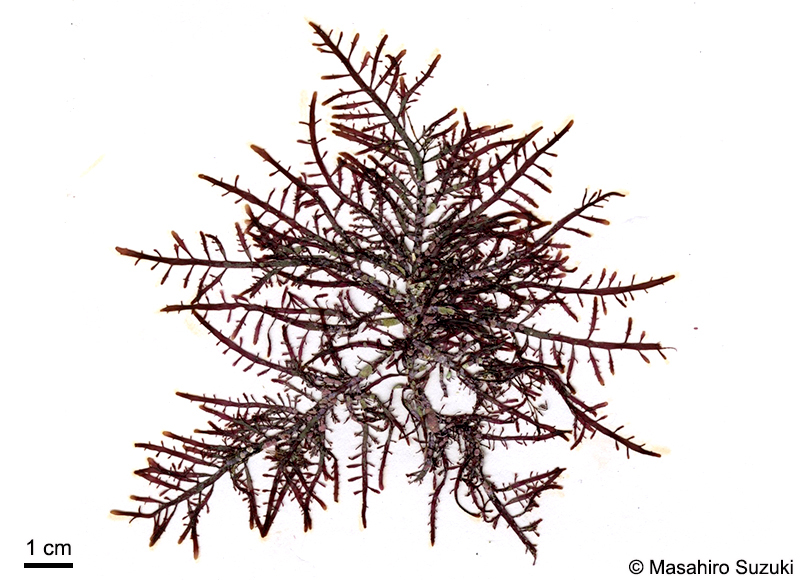 オバクサ Pterocladiella tenuis