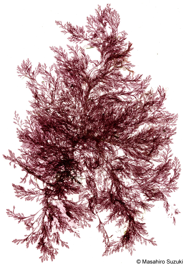 ヨツガサネ Pterothamnion yezoense