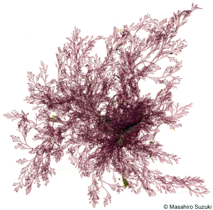 ヨツガサネ Pterothamnion yezoense