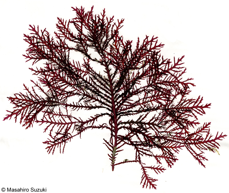 ヒラクサ Ptilophora subcostata