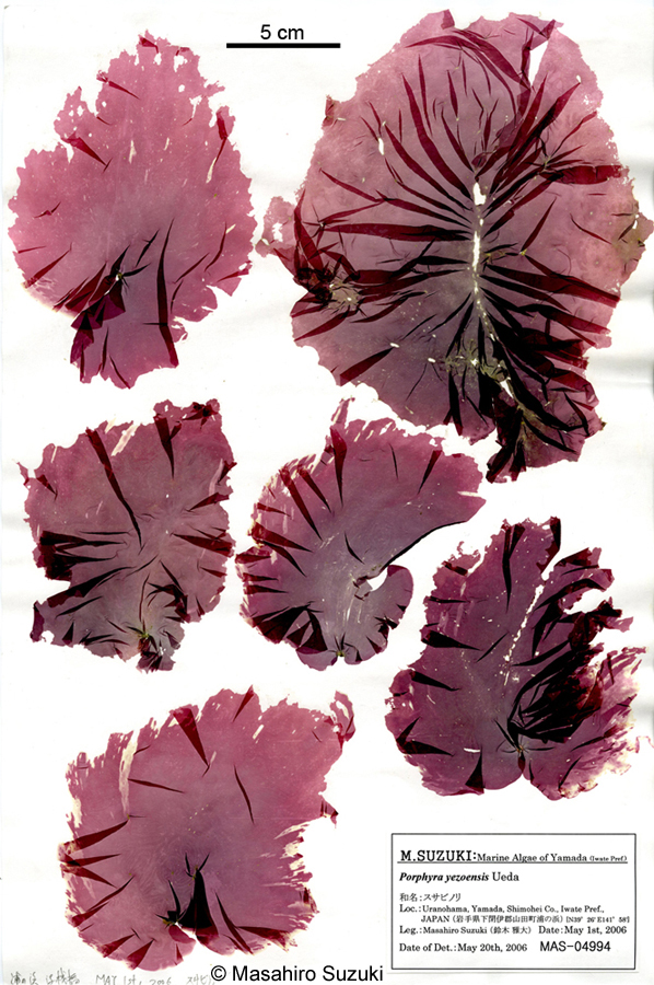 マルバアサクサノリ Pyropia kuniedae