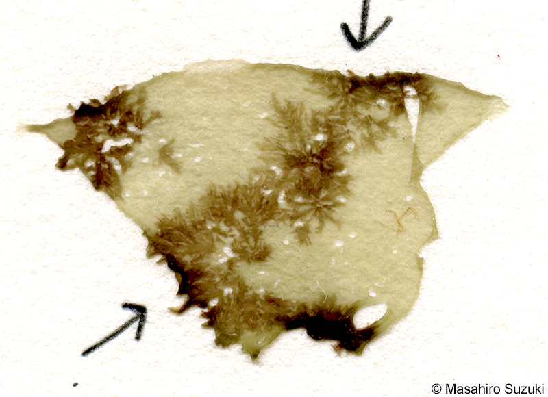 Reinboldiella orientalis