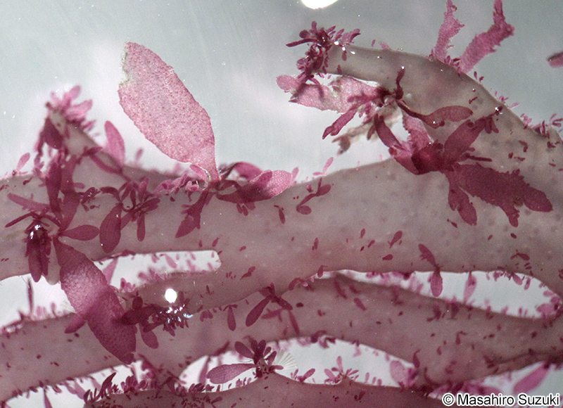 Reinboldiella orientalis