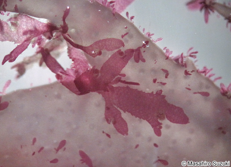 Reinboldiella orientalis