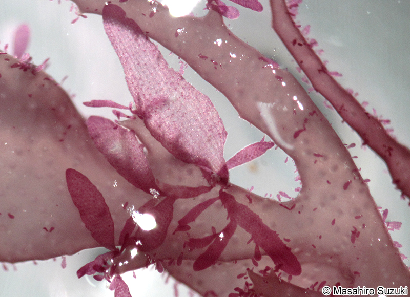 Reinboldiella orientalis