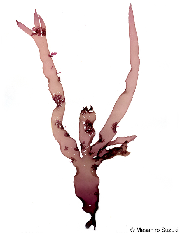 Reinboldiella orientalis