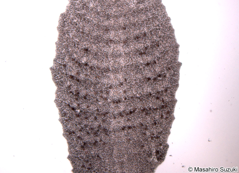 Reinboldiella orientalis