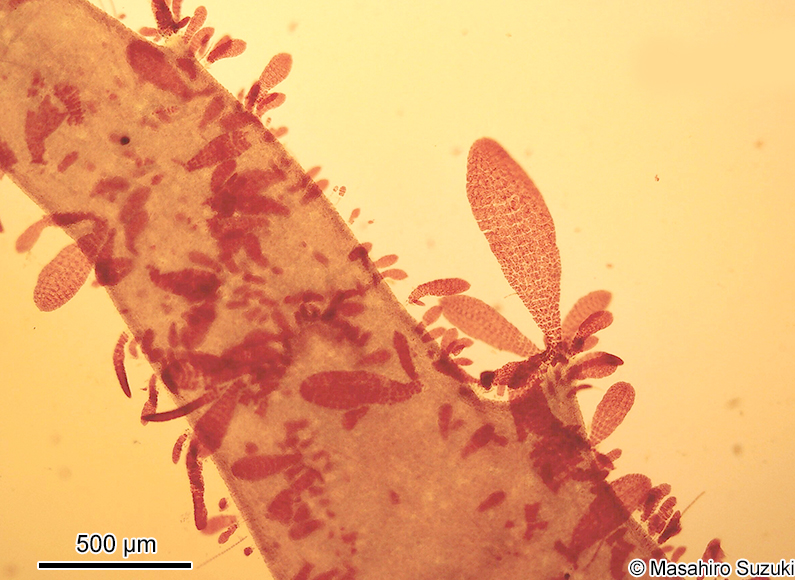 Reinboldiella taiwanensis