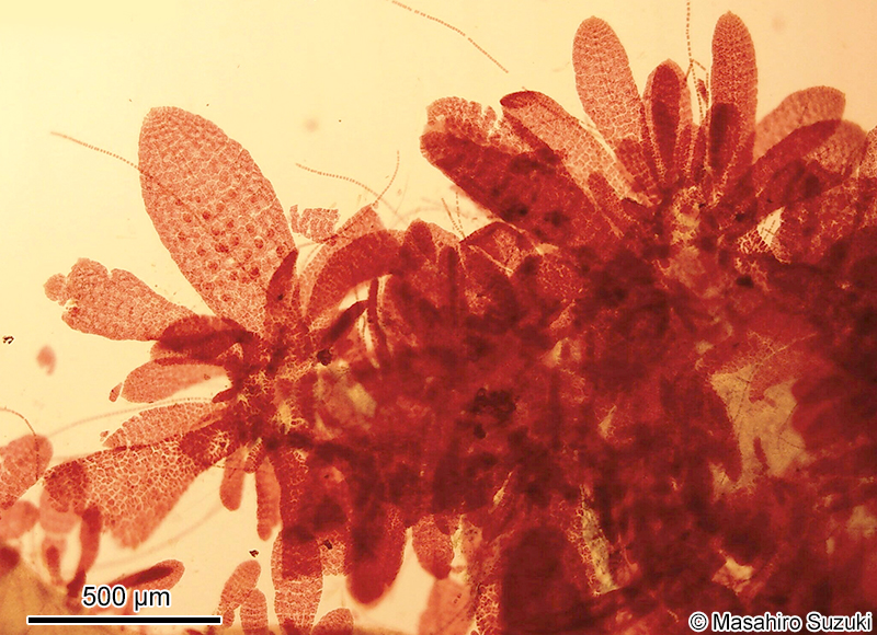 Reinboldiella taiwanensis