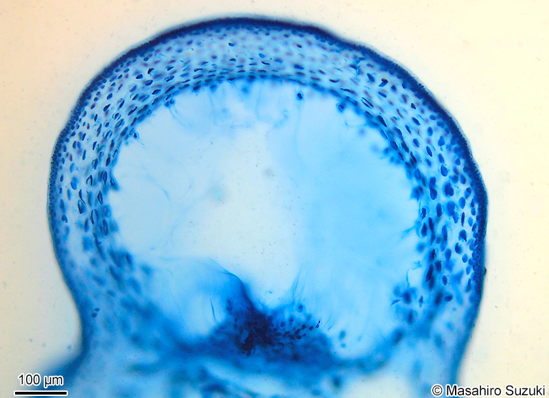 ‘réseau muqueux’