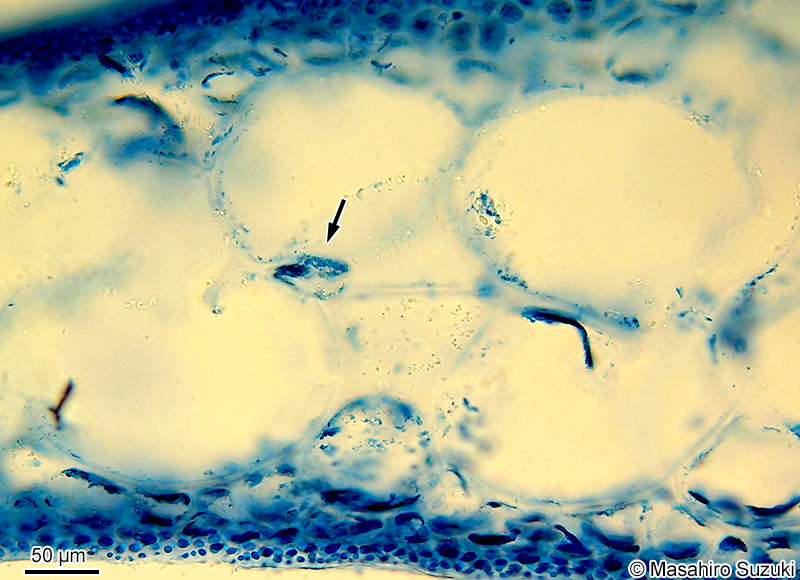 内層部に形成された小細胞
