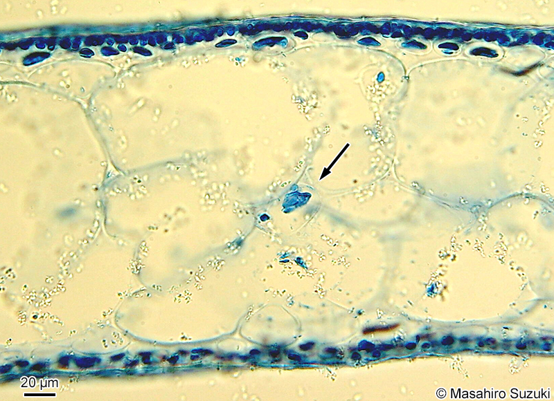 内層部に形成された小細胞
