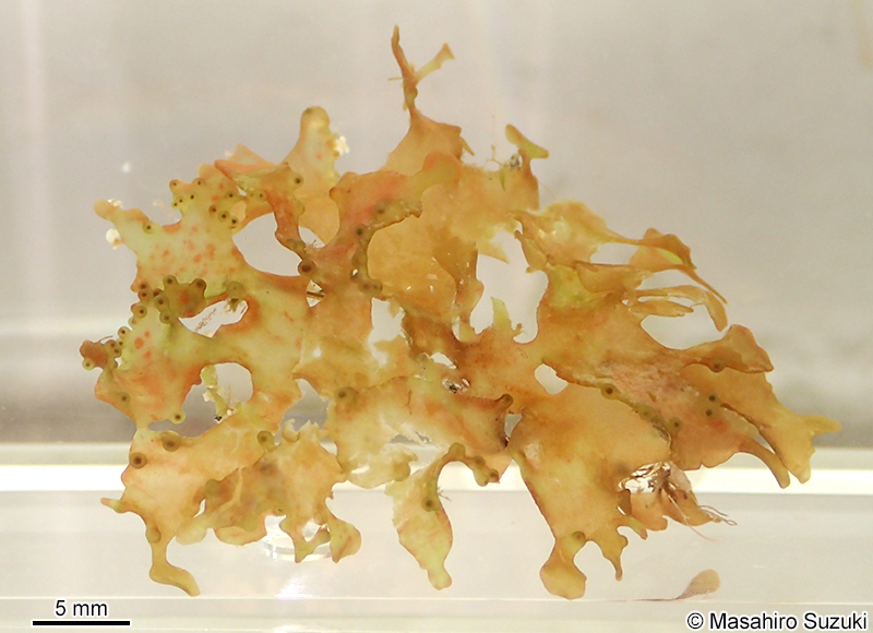 シンカイヒメダルス Halopeltis tanakae