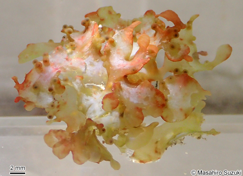 シンカイヒメダルス Halopeltis tanakae