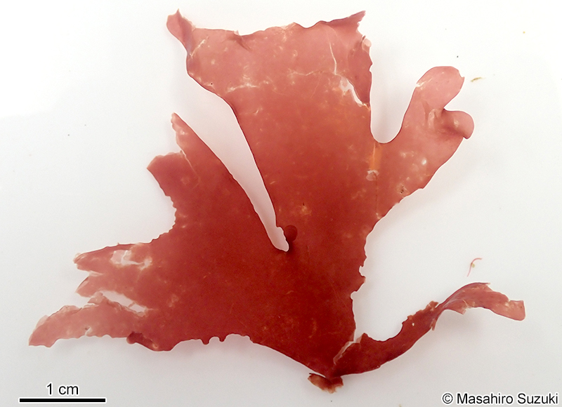 アツバノリ Sarcodia sp. (S. cf. ceylanica)