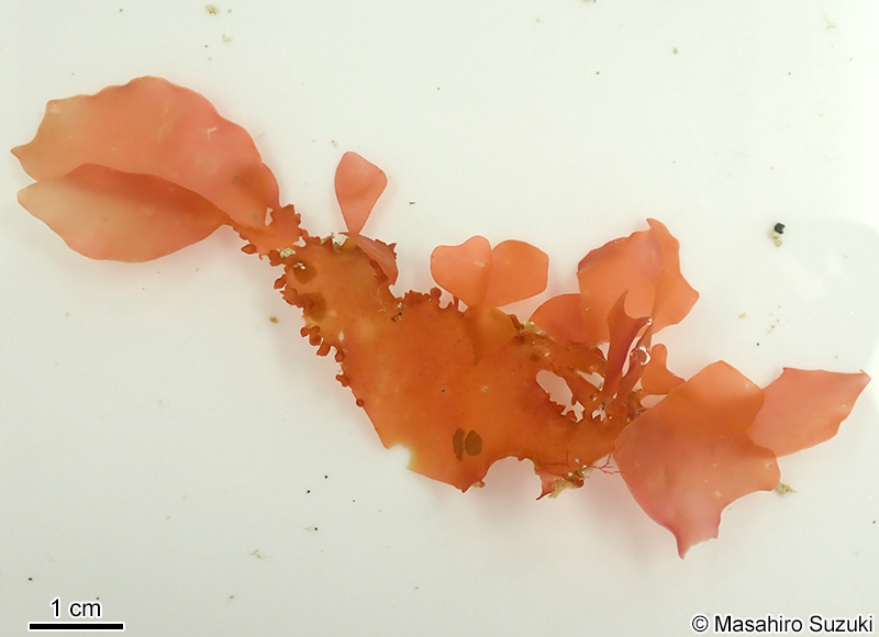 アツバノリ Sarcodia sp. (S. cf. ceylanica)