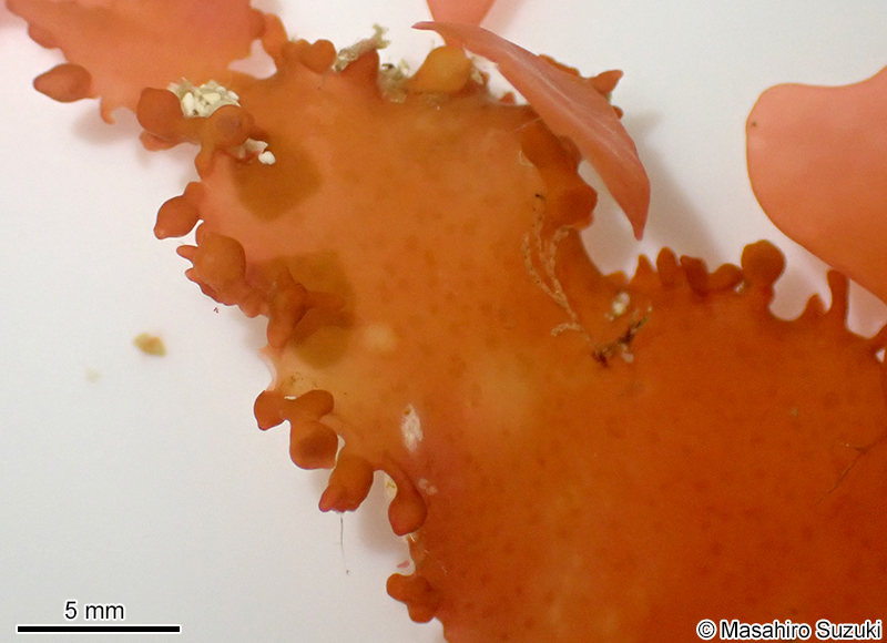 アツバノリ Sarcodia sp. (S. cf. ceylanica)